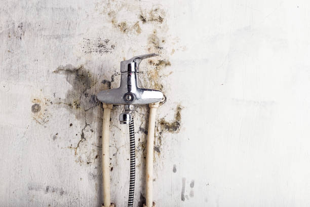 Best Emergency Mold Removal  in Rainbow Lakes Estates, FL