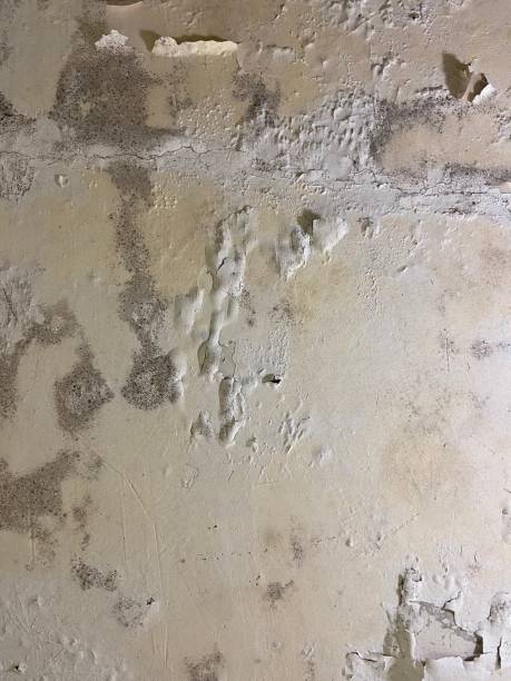 Certified Mold Removal in Rainbow Lakes Estates, FL