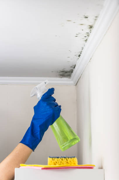 Best Mold Removal Company Near Me  in Rainbow Lakes Estates, FL